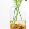 H:25 H:25.5cm Rose in Glass pot GS-0339637