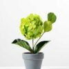 Hydrangea in Paper Pulp pot GS-0339683