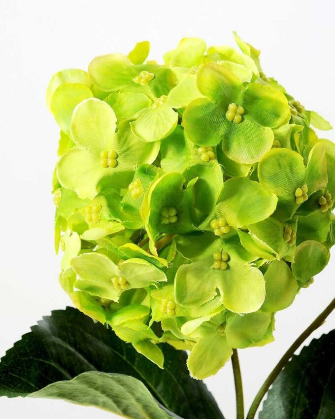 Hydrangea in Paper Pulp pot GS-0339683