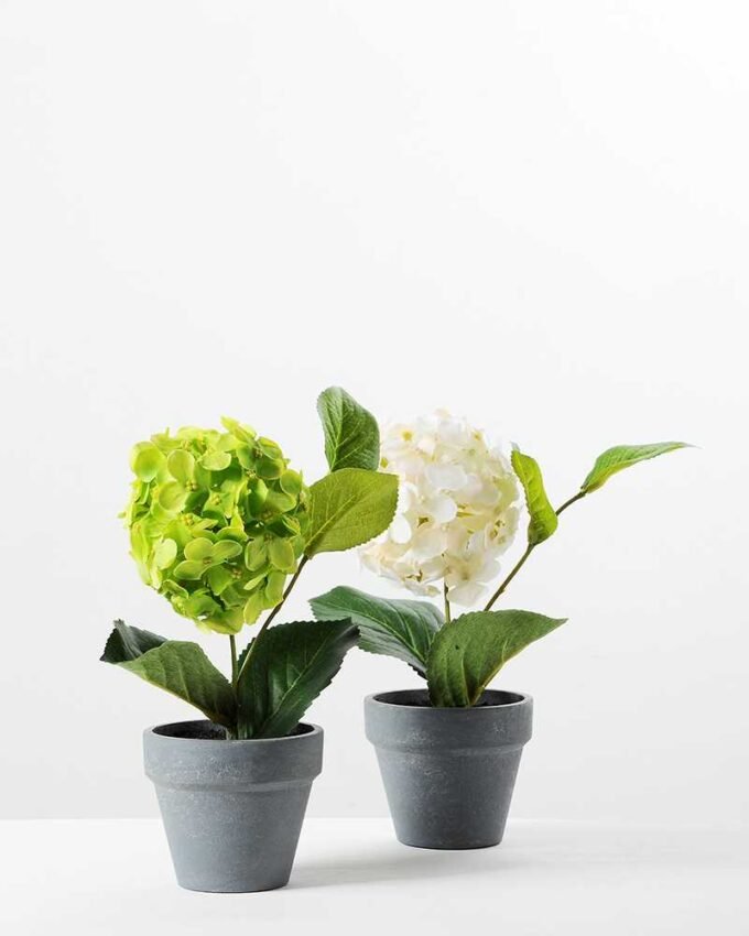 Hydrangea in Paper Pulp pot GS-0339683