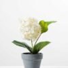 Hydrangea in Paper Pulp pot GS-0339683