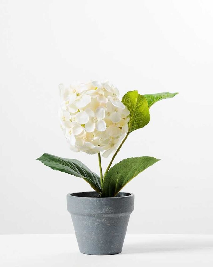 Hydrangea in Paper Pulp pot GS-0339683