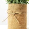 H:20cm Eucalyptus in Burlap Wrap Pot GS-0339691 3 H:20cm Eucalyptus in Burlap Wrap Pot GS-0339691