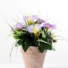 24CM petunia in PaPer PulP Pot GS-0339700 1 24CM petunia in PaPer PulP Pot GS-0339700