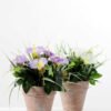 24CM petunia in PaPer PulP Pot GS-0339700 3 24CM petunia in PaPer PulP Pot GS-0339700