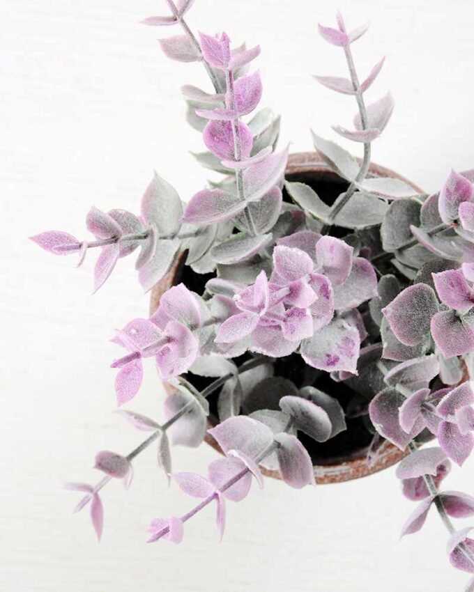 18CM eucalyptus in PaPer PulP Pot GS-0339709 3 18CM eucalyptus in PaPer PulP Pot GS-0339709