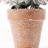 18CM eucalyptus in PaPer PulP Pot GS-0339709 4 18CM eucalyptus in PaPer PulP Pot GS-0339709