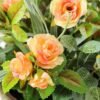 20CM Mini Rose in PaPer PulP Pot GS-0339719 2 20CM Mini Rose in PaPer PulP Pot GS-0339719