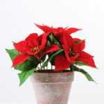 5* Poinsettia in paper pot H:25CM GS-0339742