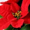 5* Poinsettia in paper pot H:25CM GS-0339742