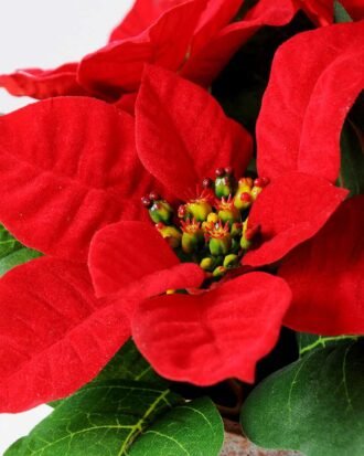 5* Poinsettia in paper pot H:25CM GS-0339742 Potted Flowers&Plants YeahFlower is one of Chinese leading OEM manufacturers and exporters , supplying the silk flowers, wholesale artificial trees 5* Poinsettia in paper pot H:25CM GS-0339742