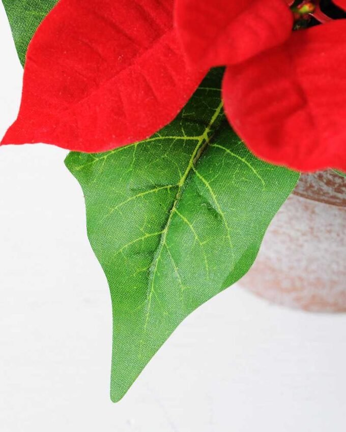 5* Poinsettia in paper pot H:25CM GS-0339742