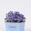 Mini grass in Metal pot GS-0339788 5 Mini grass in Metal pot GS-0339788