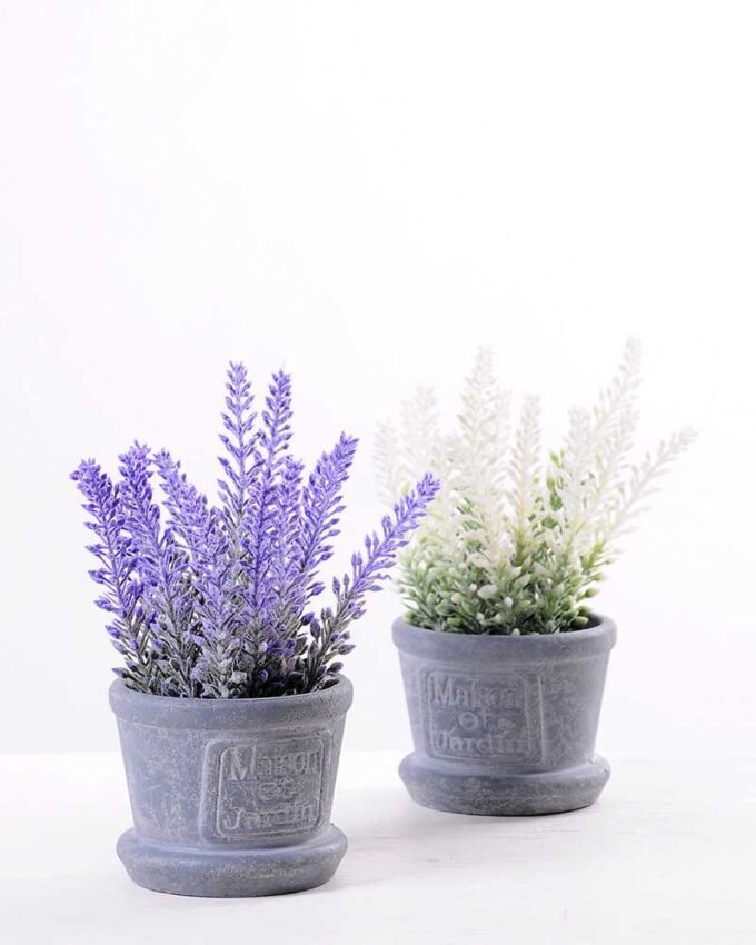 Lavender in Paper wrap pot GS-0339794