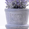 Lavender in Paper wrap pot GS-0339794