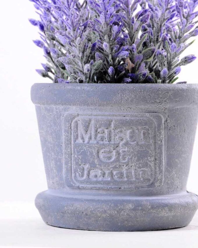 Lavender in Paper wrap pot GS-0339794