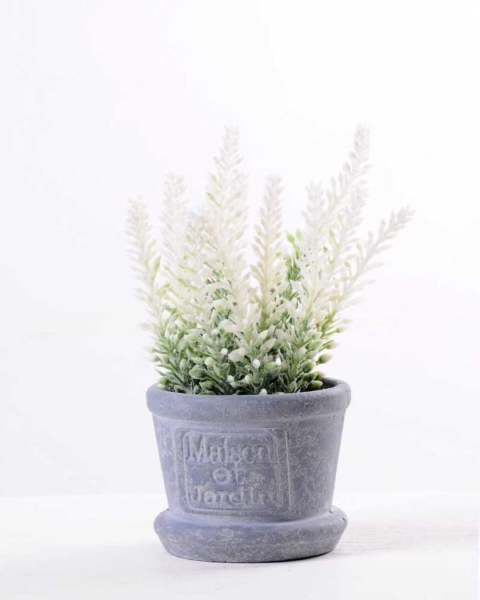 Lavender in Paper wrap pot GS-0339794