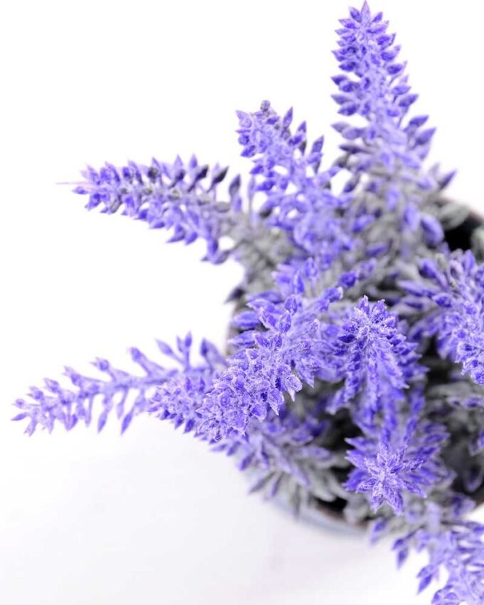 Lavender in Metal pot  H:19CM GS-0339801