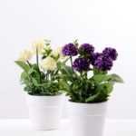 25CM Mun in Paper wrap pot GS-0339839