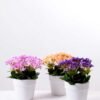 Rhododendron   in  Paper Pulp Pot GS-0339848