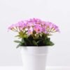 Rhododendron   in  Paper Pulp Pot GS-0339848