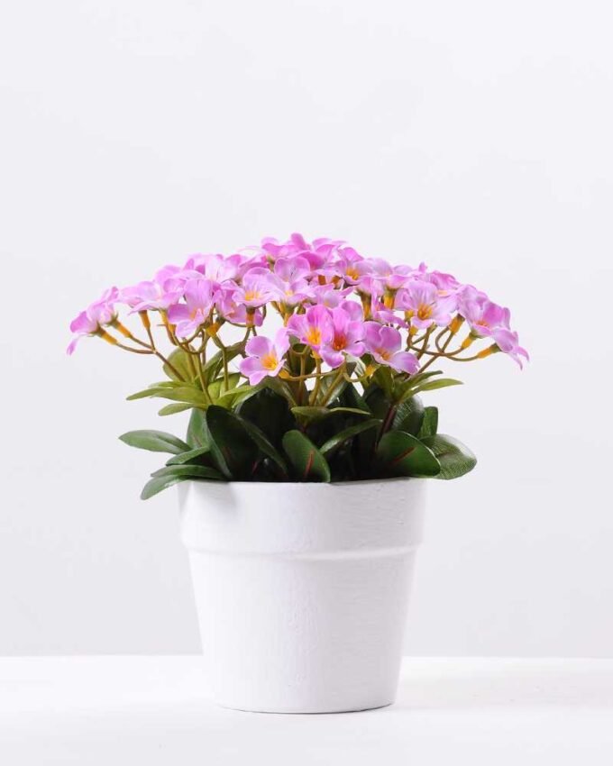 Rhododendron   in  Paper Pulp Pot GS-0339848