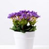 Rhododendron   in  Paper Pulp Pot GS-0339848