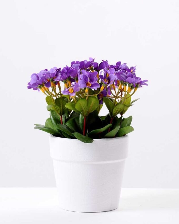 Rhododendron   in  Paper Pulp Pot GS-0339848