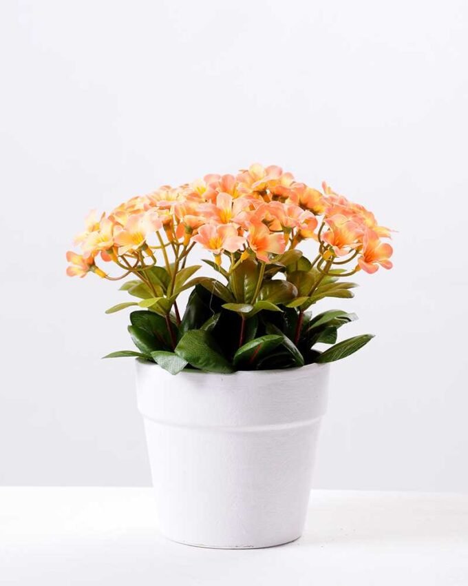 Rhododendron   in  Paper Pulp Pot GS-0339848