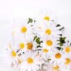 W30 H50cm Gerbera bush*5 GS-0550281 9 W30 H50cm Gerbera bush*5 GS-0550281