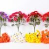 W30 H50cm Gerbera bush*5 GS-0550281 3 W30 H50cm Gerbera bush*5 GS-0550281