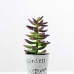 16cm Cactus GS-0680107