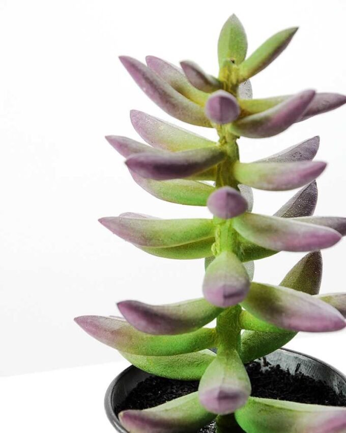 16cm Cactus GS-0680107