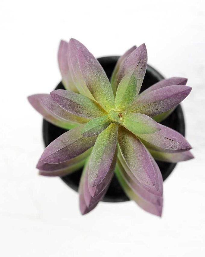 16cm Cactus GS-0680107