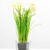 NARCISSUS POTTED GS-1060074
