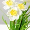 NARCISSUS POTTED GS-1060074