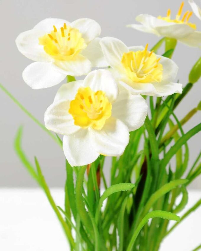 NARCISSUS POTTED GS-1060074