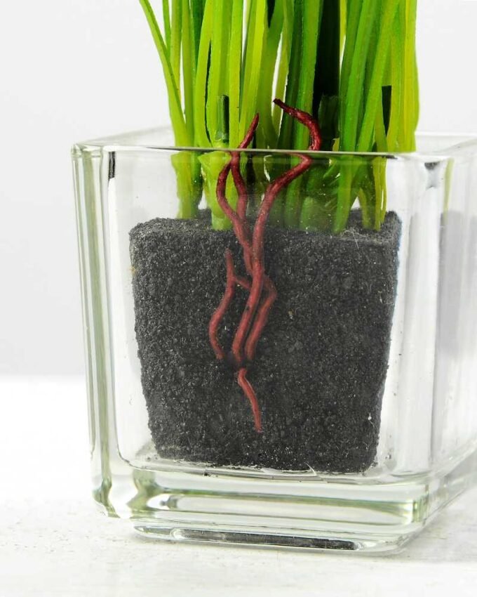 NARCISSUS POTTED GS-1060074