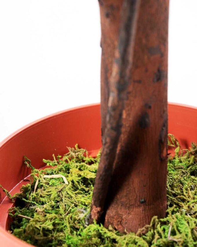 125cm Rose Tree in Plastic pot GS-1380345