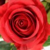 68cm Single rose GS-1450052