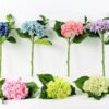 25*25*45CM Single Hydrangea GS-1450110