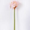 24*73CM single kaffir lily GS-1450189