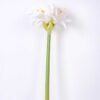 24*73CM single kaffir lily GS-1450189