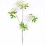 20*76cm Tradescantia fluminensis*3 GS-1450196