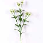 18*18*68CM?Dianthus chinensis GS-1680225-W1