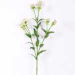 18*18*68CM?Dianthus chinensis GS-1680225-Z1