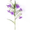 30*30*82CM Ruellia? GS-1680227-Z1