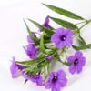 30*30*82CM Ruellia? GS-1680227-Z1