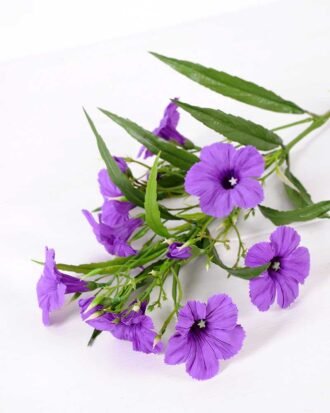30*30*82CM Ruellia? GS-1680227-Z1