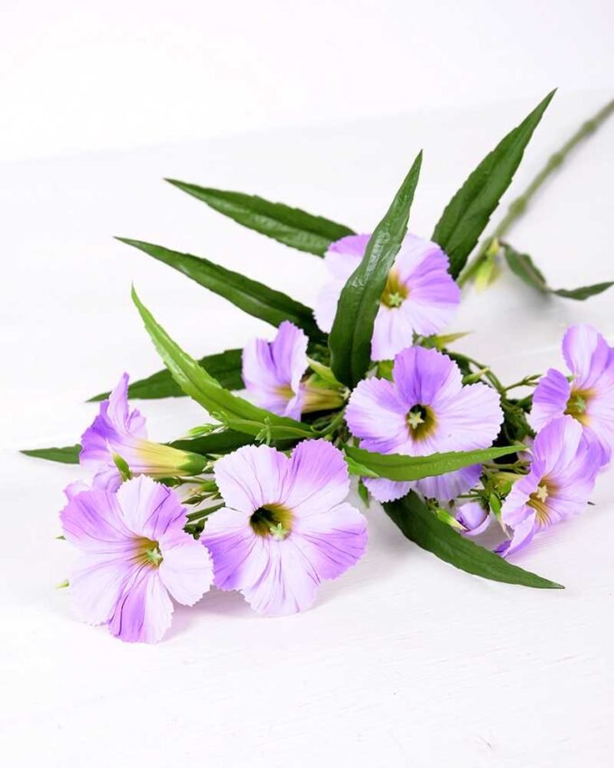 30*30*82CM Ruellia? GS-1680227-Z2